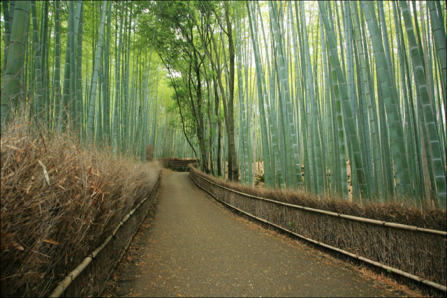 fantastic_bamboo_grove_in_japan_640_02