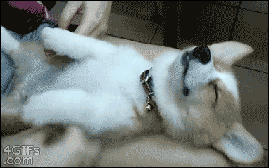corg03