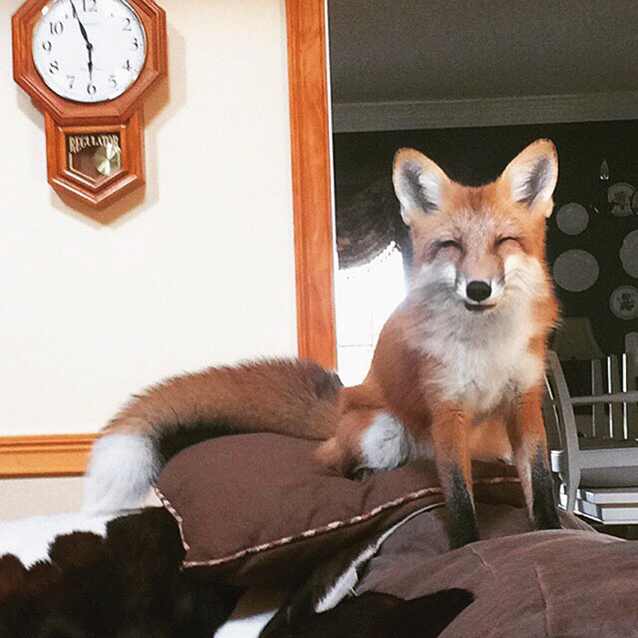 fox6