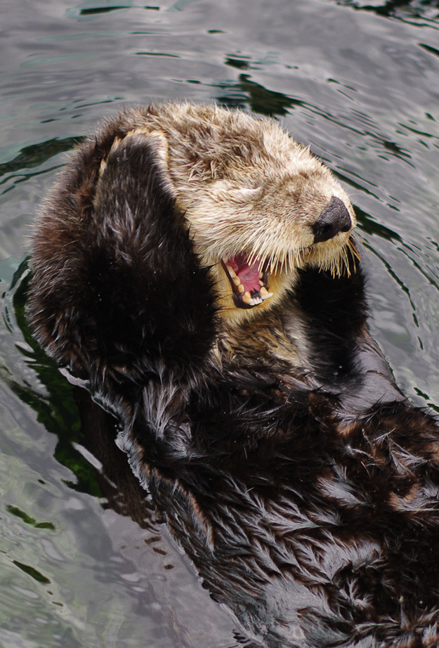 otter02