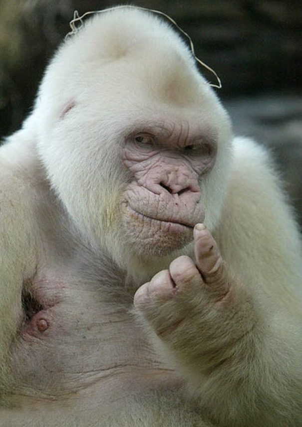 animal11