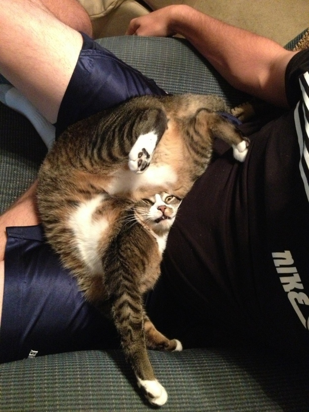 cat025