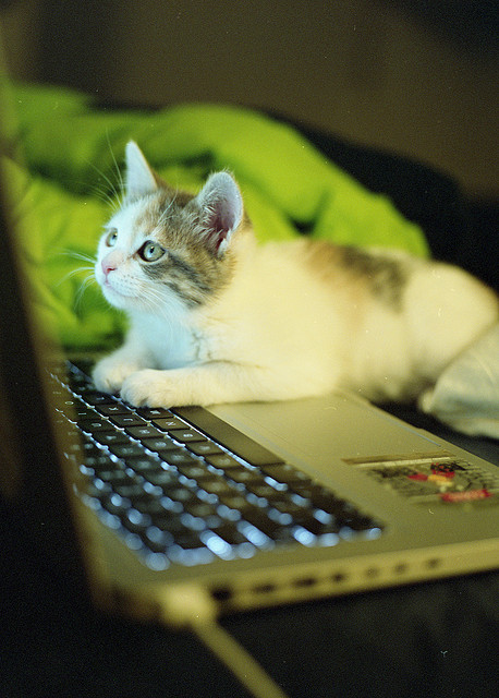 cat06