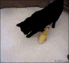 cat6