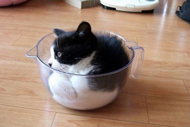 cat00