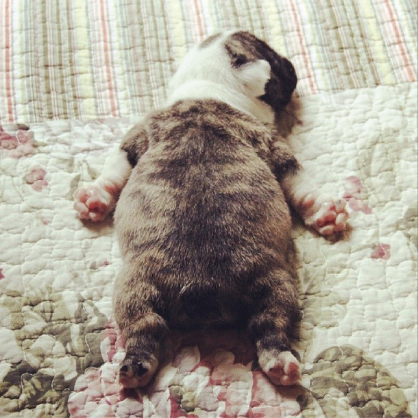 dog16