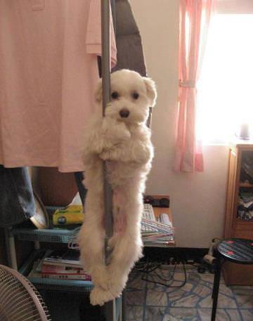dog07
