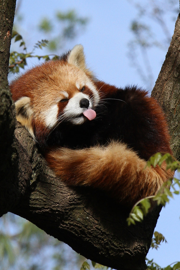 panda15