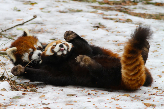 panda07