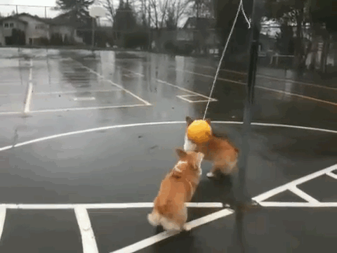 corg48