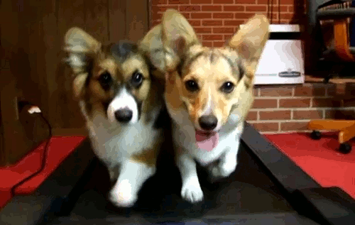 corg06