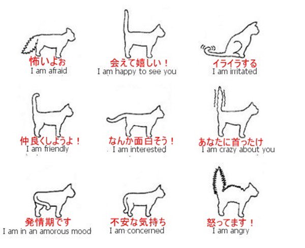 cat2