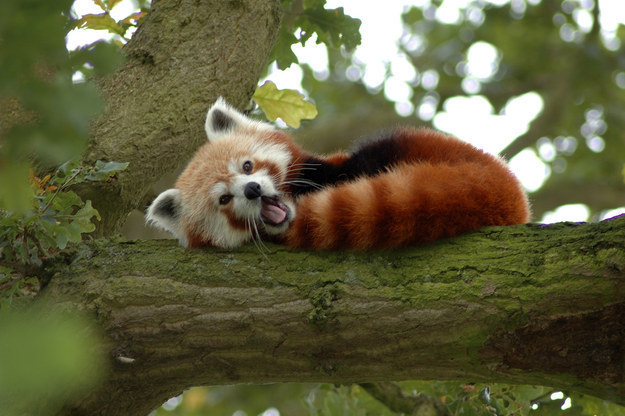 panda04