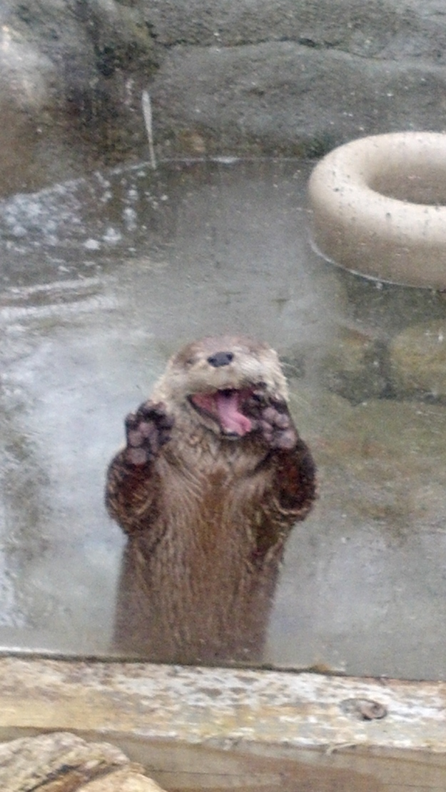 otter10