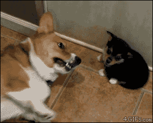 dog00