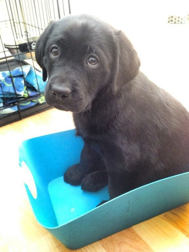 dog25