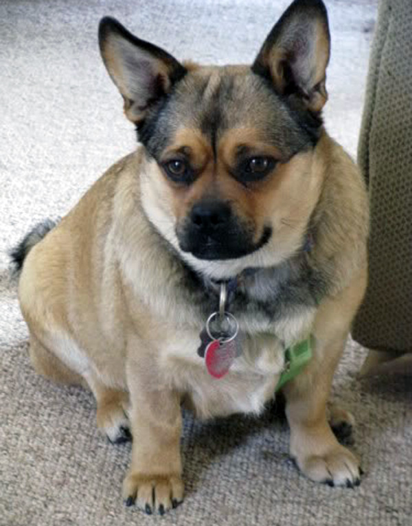 dog22