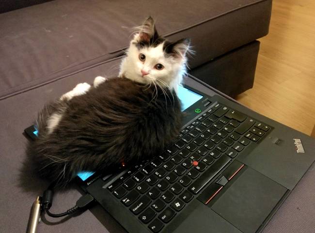 cat17