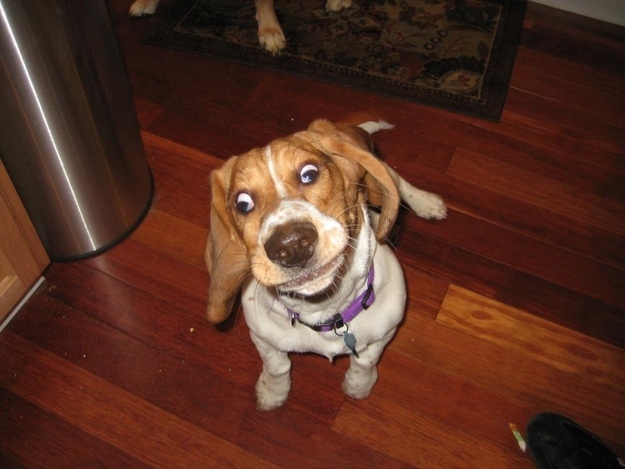 dog03