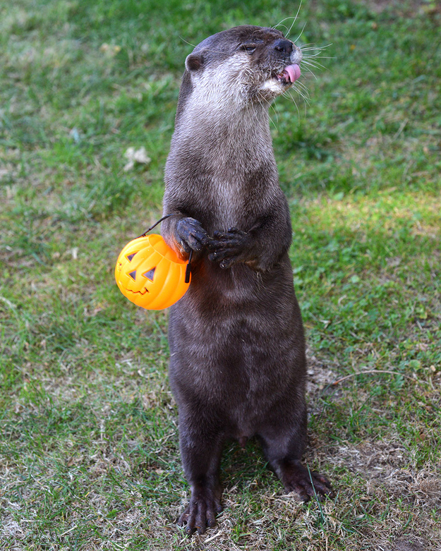 otter08