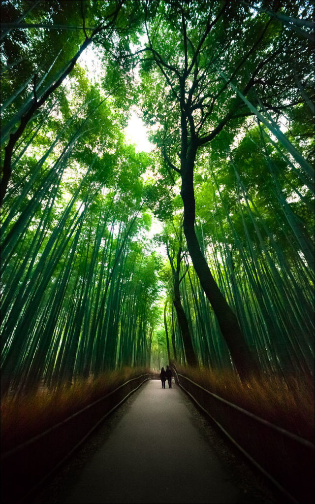 fantastic_bamboo_grove_in_japan_640_high_11
