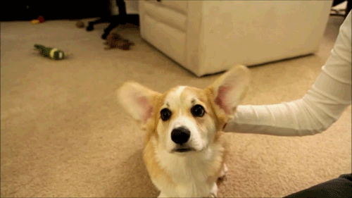 corg27