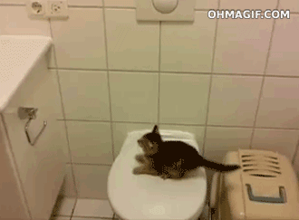 cat14
