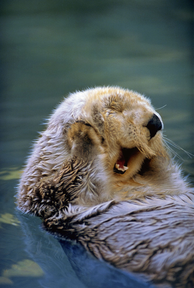 otter00