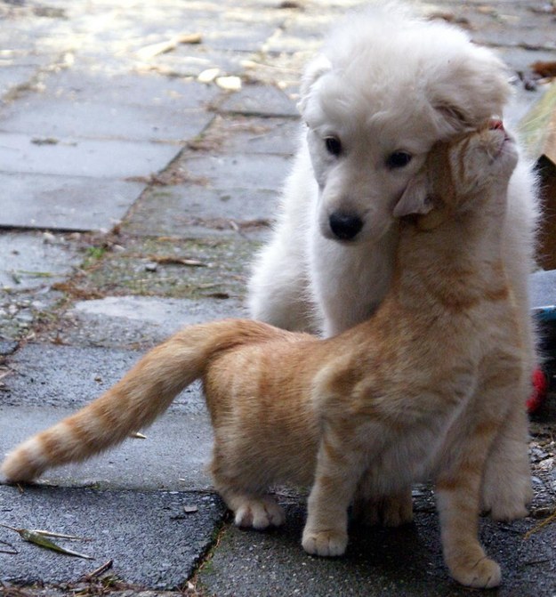 dog18