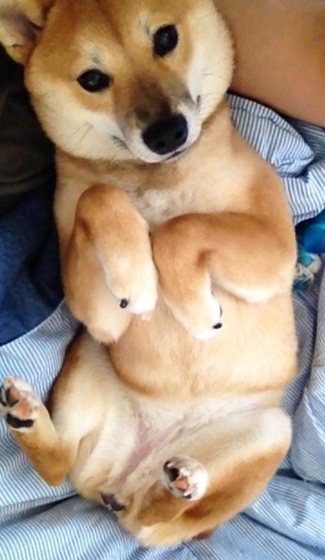 dog09