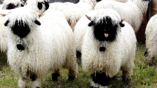sheep16