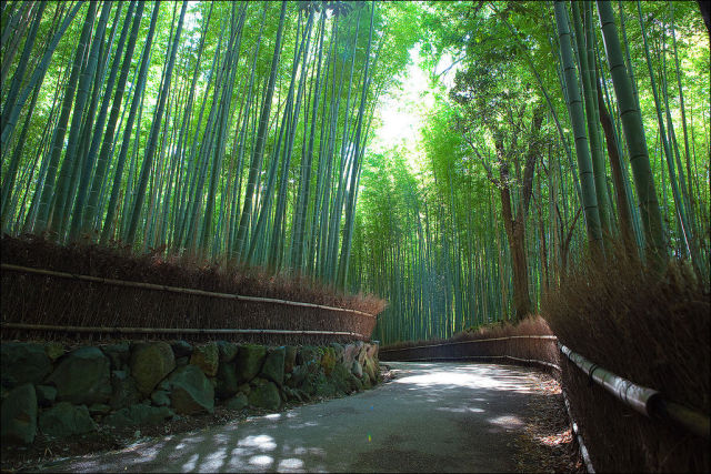 fantastic_bamboo_grove_in_japan_640_04