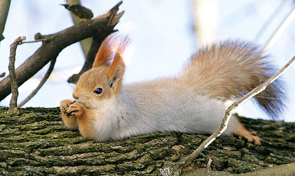 animal07