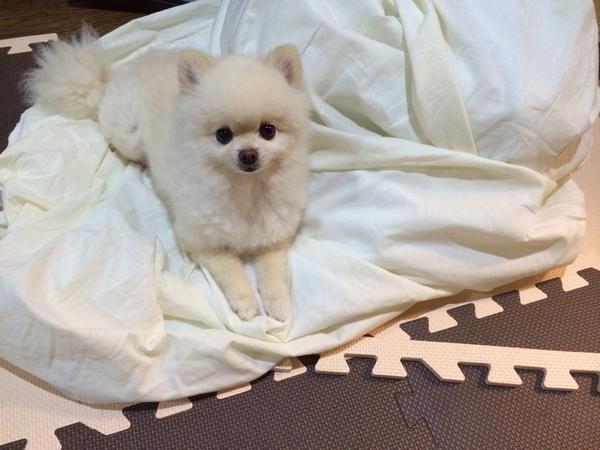 dog2