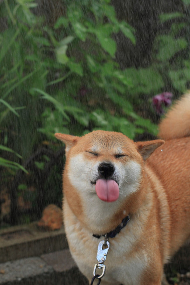 dog22