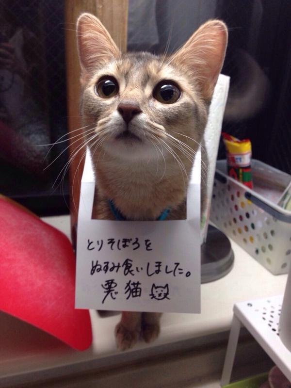 猫の罪と罰 2chみんなのまとめ