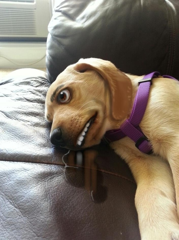 dog03