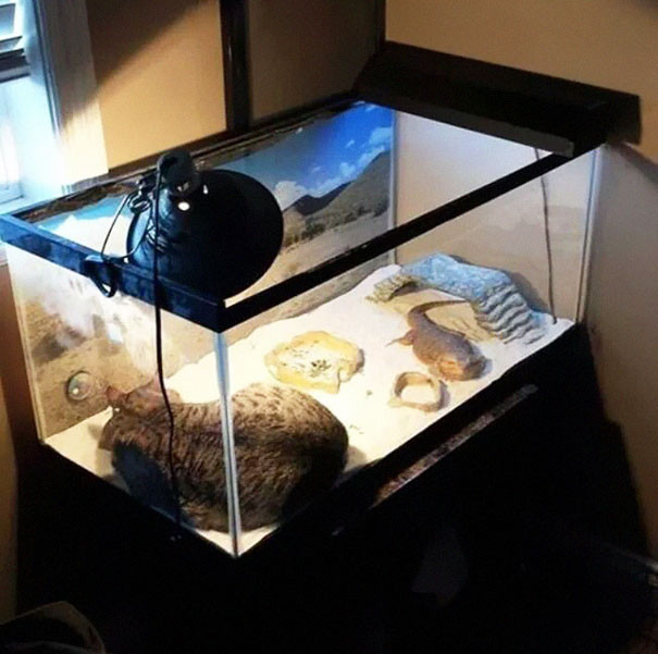 動画 写真など 花いっぱいの庭で