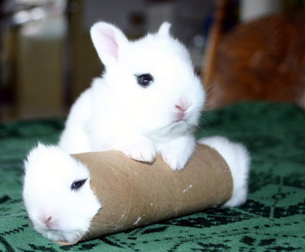 rabit14