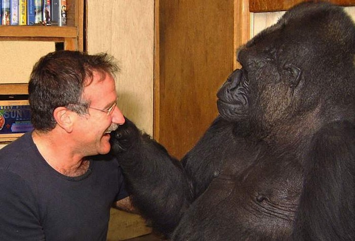 robin_williams-with-koko-the-gorilla
