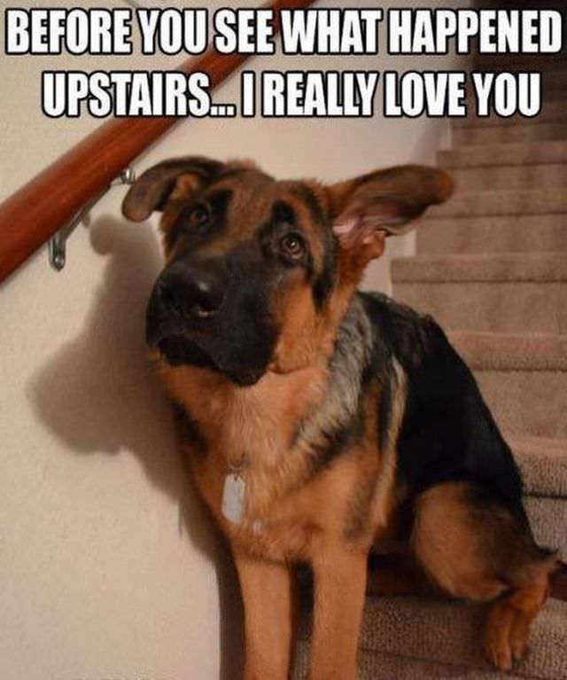 dog03