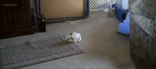 rabit23