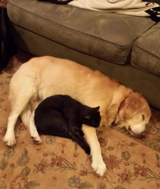 dog00