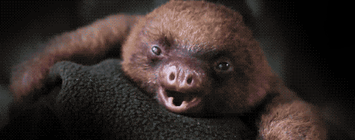 sloth28