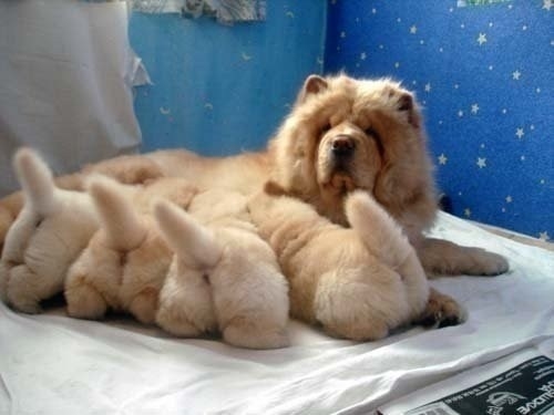 dog22