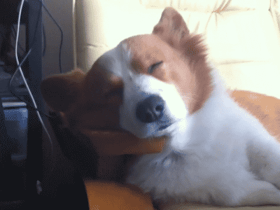 corg45