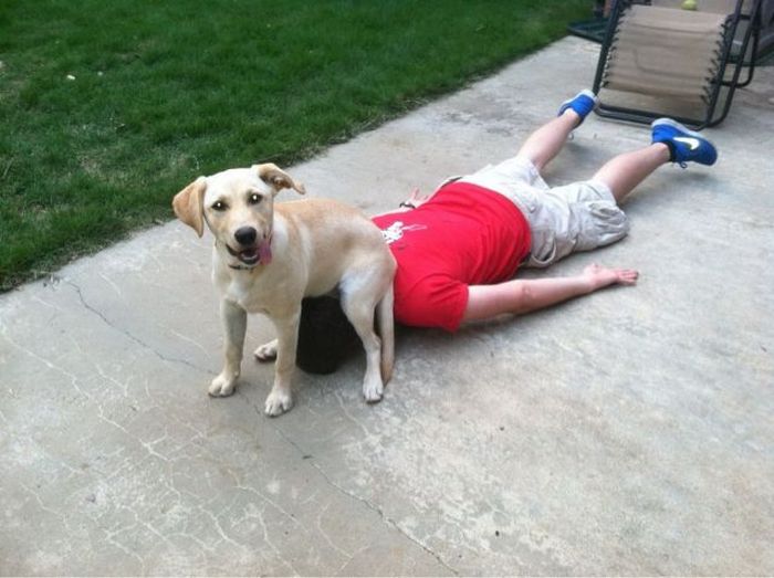 dog22