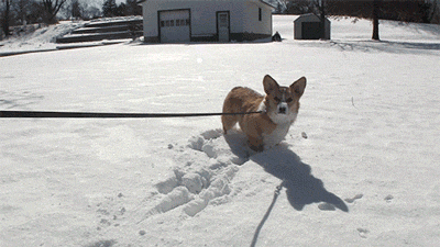 corg38
