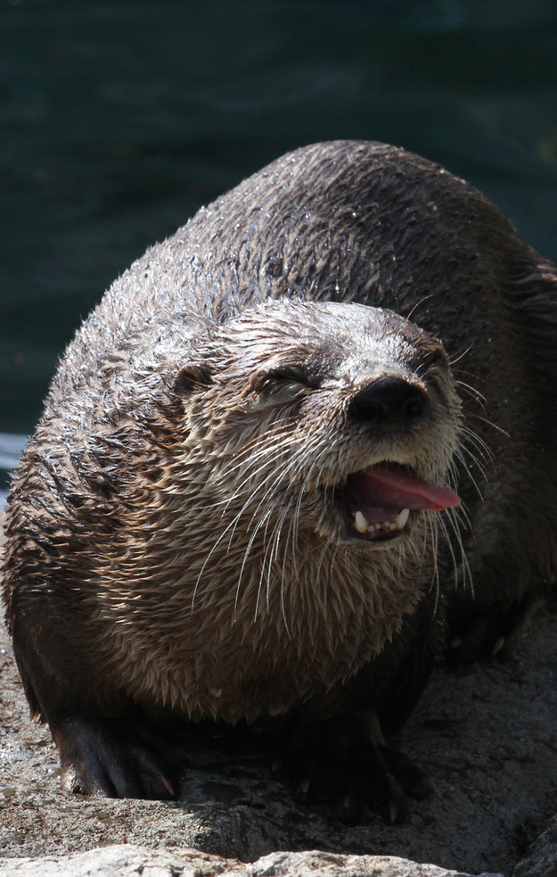 otter07