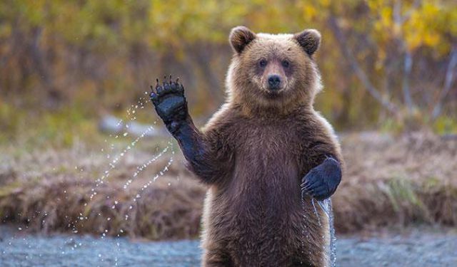 bears_acting_scarily_similar_to_humans_640_01